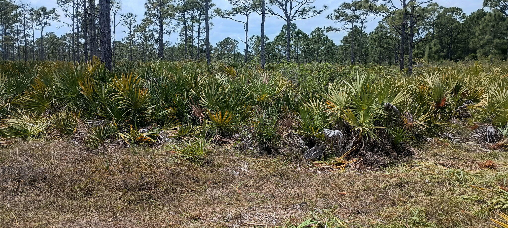 0 None Grant Valkaria, FL 32950 - Photo 3 of 7 a view of a lush green forest with lots of trees