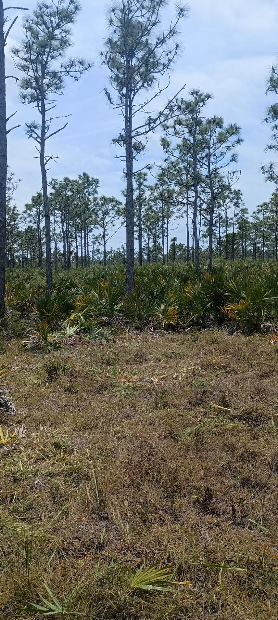 0 None Grant Valkaria, FL 32950 - Photo 6 of 7 a view of a yard with trees