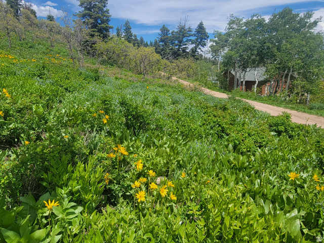 1920 Elk Road, Unit 78 Coalville, UT 84017 - Photo 2 of 16 Expansive natural landscape featuring lush green foliage and scattered yellow wildflowers