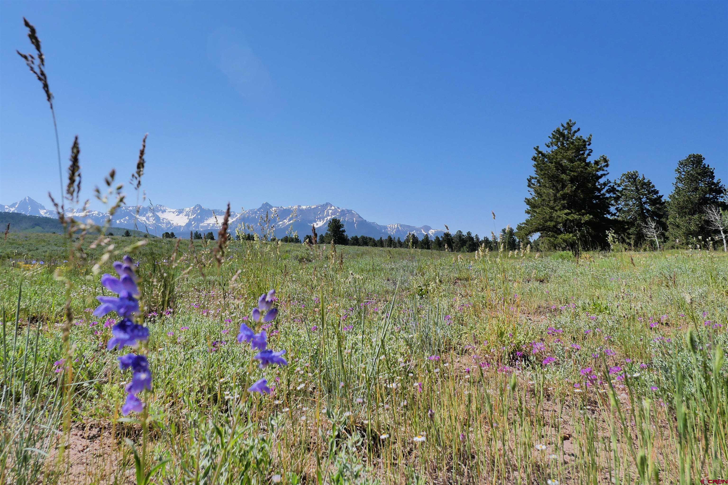 2425 62x Road Placerville, CO 81430 - Photo 26 of 30 a view of a flower in a garden
