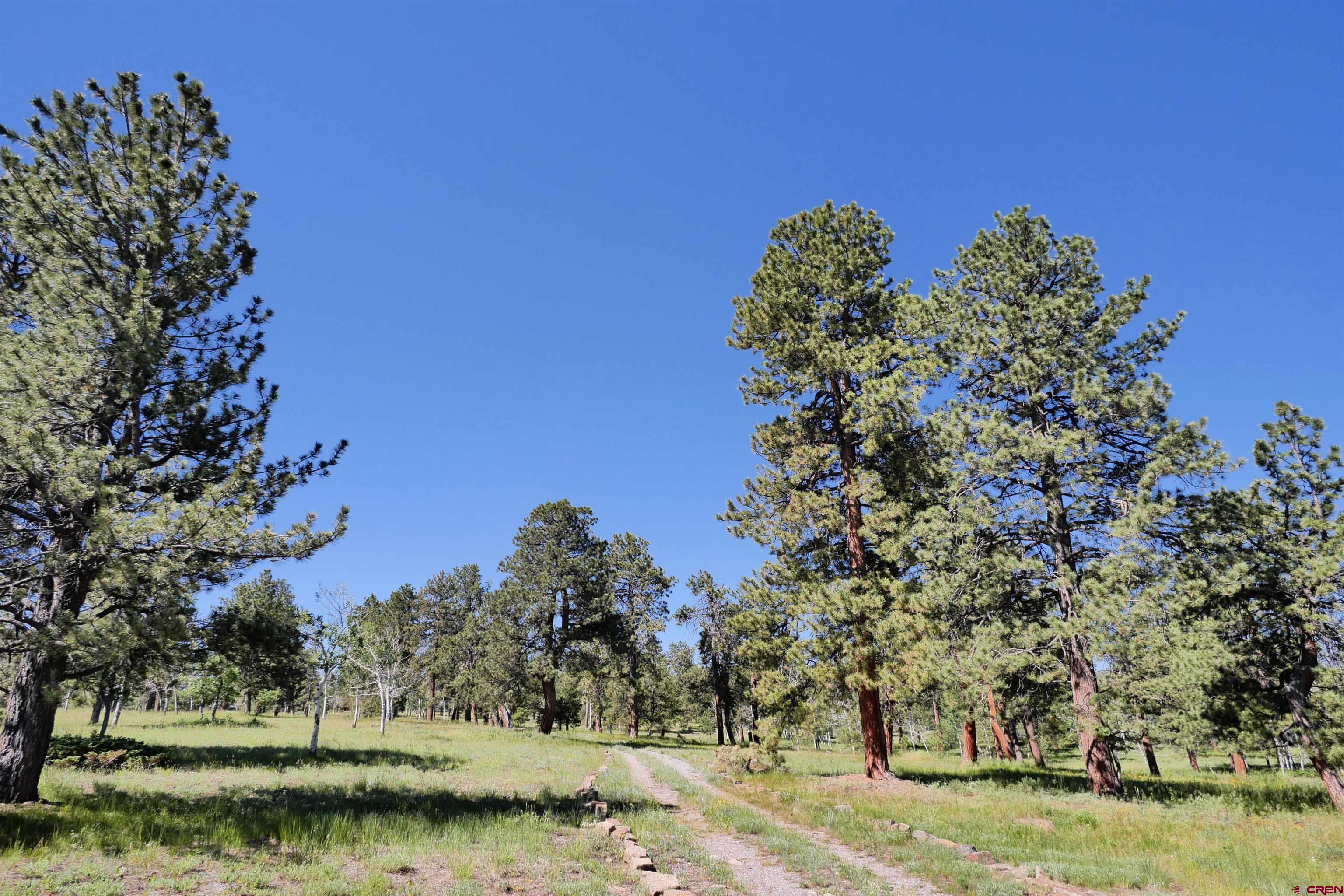 2425 62x Road Placerville, CO 81430 - Photo 4 of 30 a view of a yard with a tree in the background