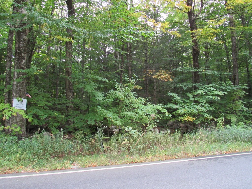 a view of a forest with a street