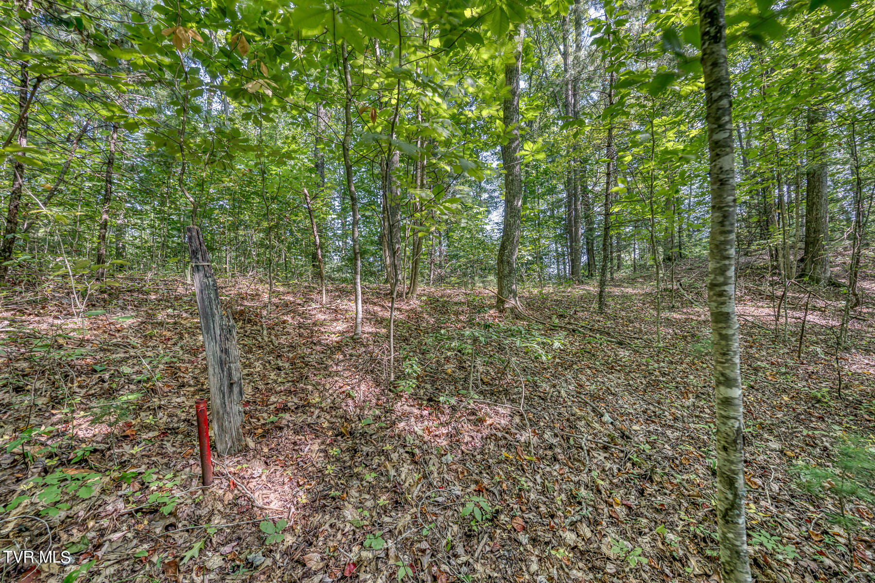 Tbd Waters Road Laurel Bloomery, TN 37680 - Photo 35 of 41 TBD Waters Branch RD Tract 2-1