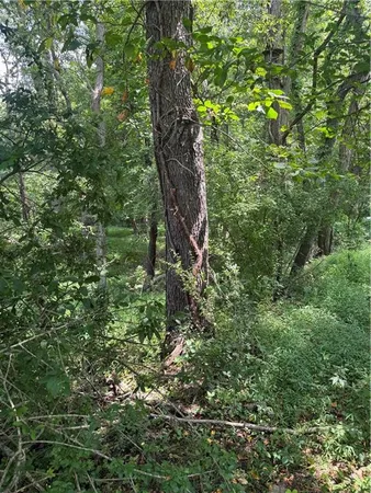 a view of a lush green forest