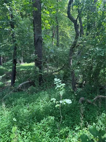 a view of a forest with trees
