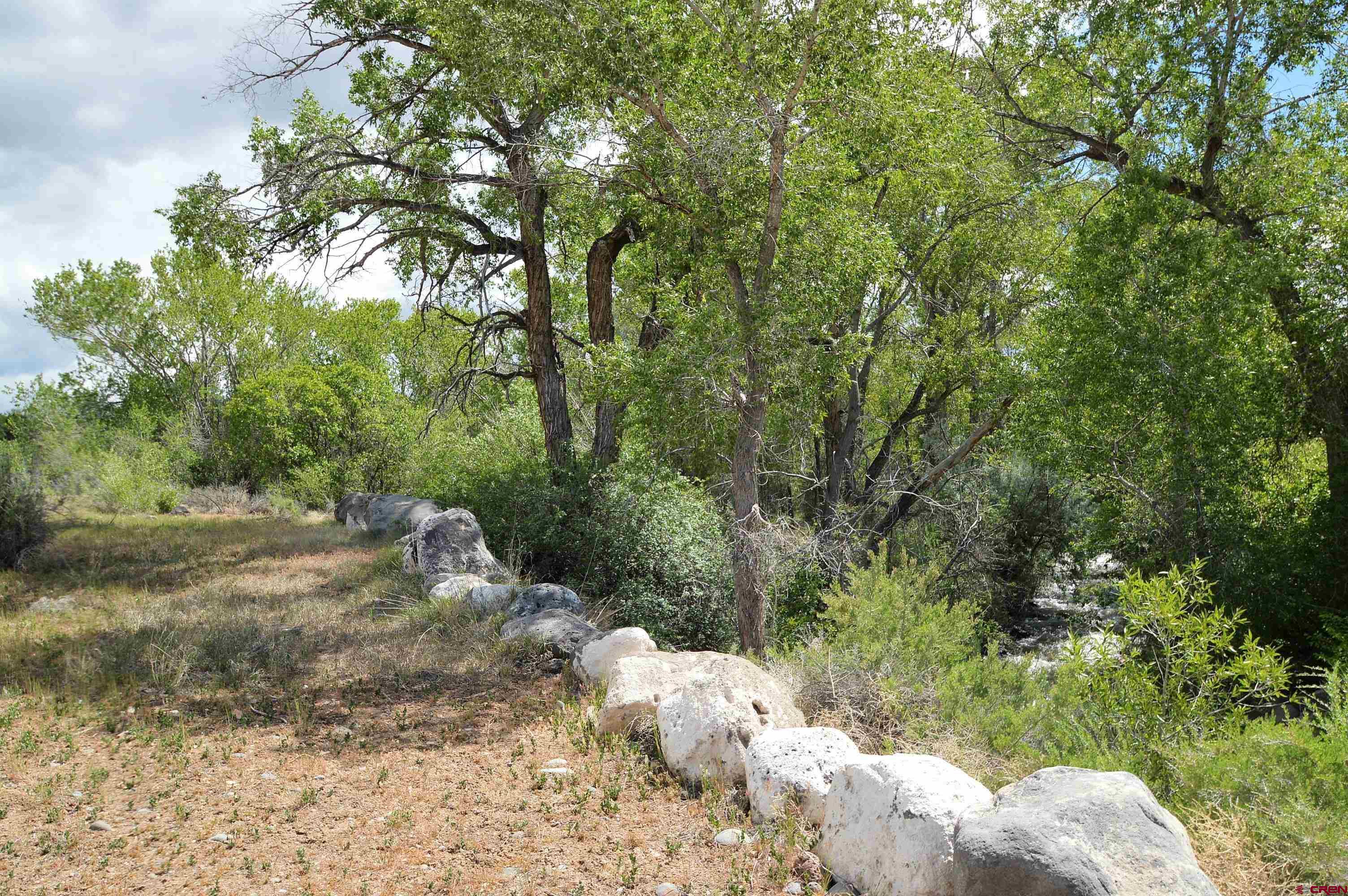 Lot 1 Southeast 3rd Will-o-way Subdivision Cedaredge, CO 81413 - Photo 4 of 11 a view of a forest filled with trees