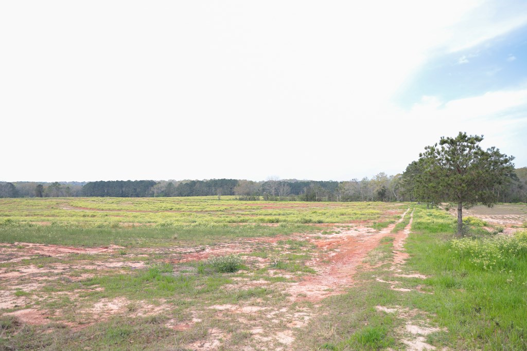 0 Travis Wise Road Samson, AL 36477 - Photo 17 of 21