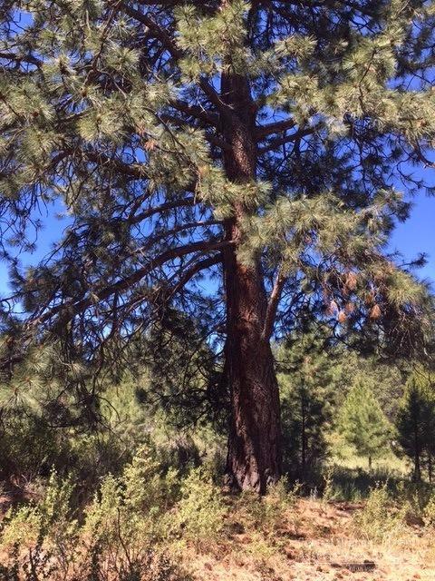 59861 Cheyenne Road Bend, OR 97702 - Photo 1 of 3 Primary Photo