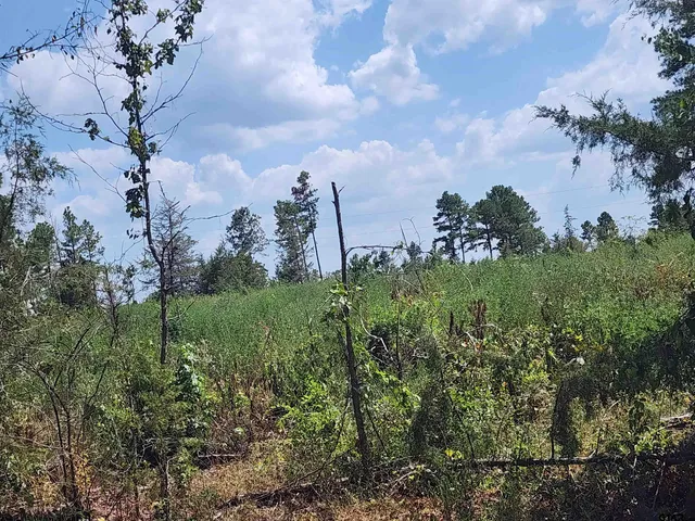 a view of a yard with a tree