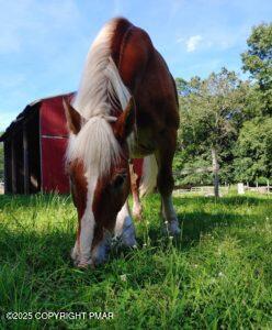 3282 Bluebird Drive Bushkill, PA 18324 - Photo 33 of 36 a view of a yard in front of a house