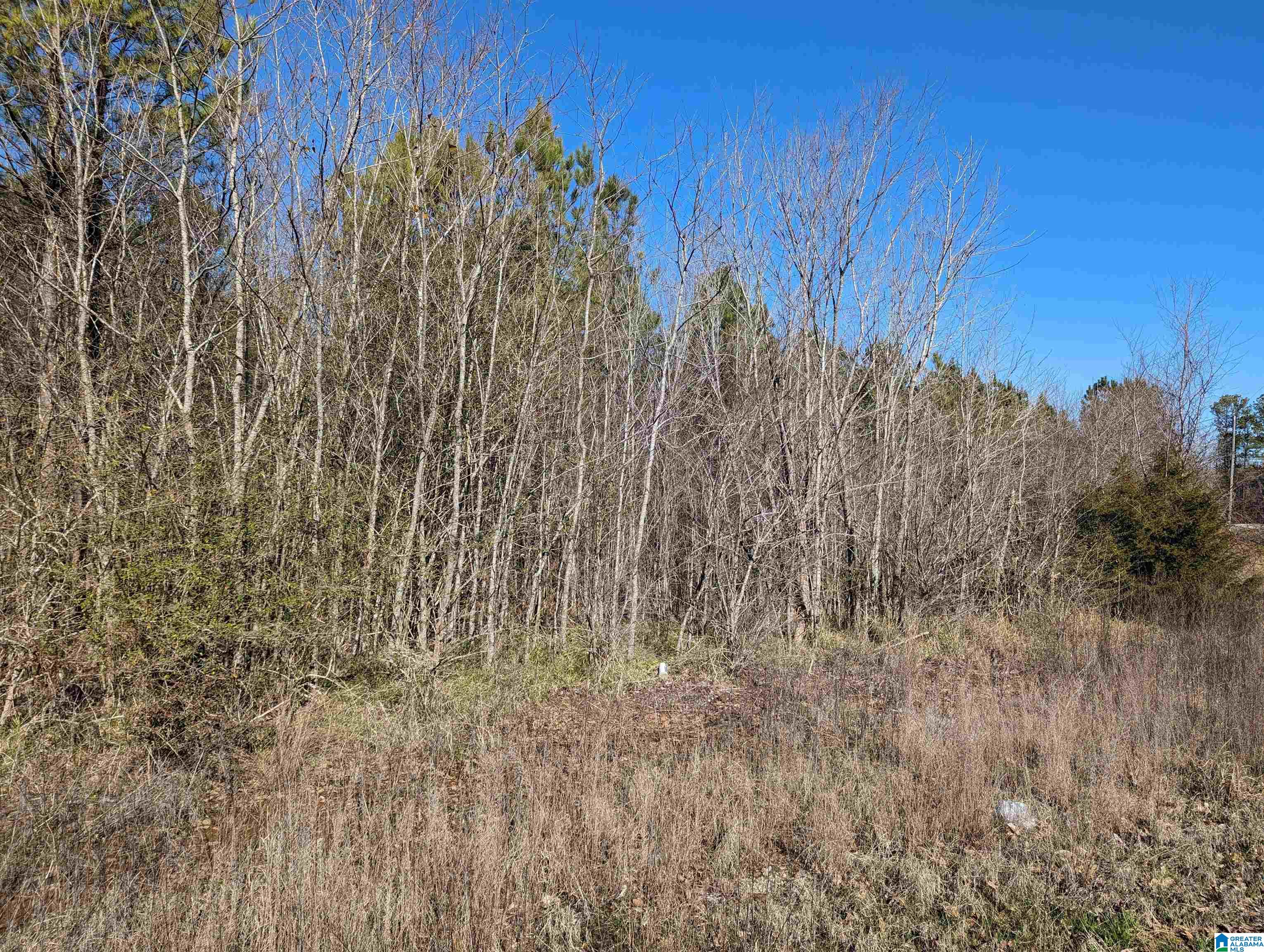 0 Chandler Springs Road Talladega, AL 35160 - Photo 13 of 35