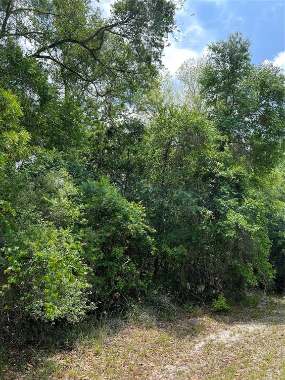 0 Northwest 70th Circle Chiefland, FL 32626 - Photo 5 of 7