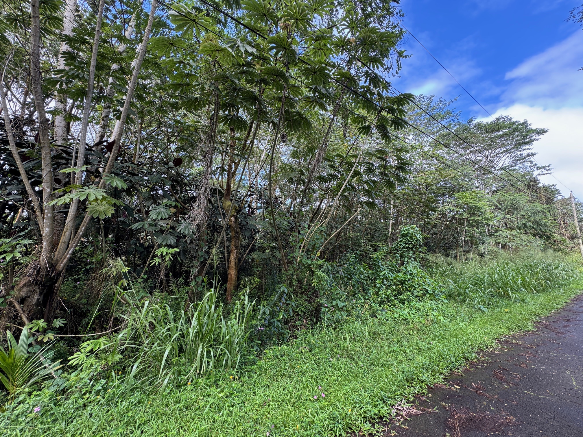 1103 Lot Pahoa, HI 96778 - Photo 3 of 6 a view of a garden