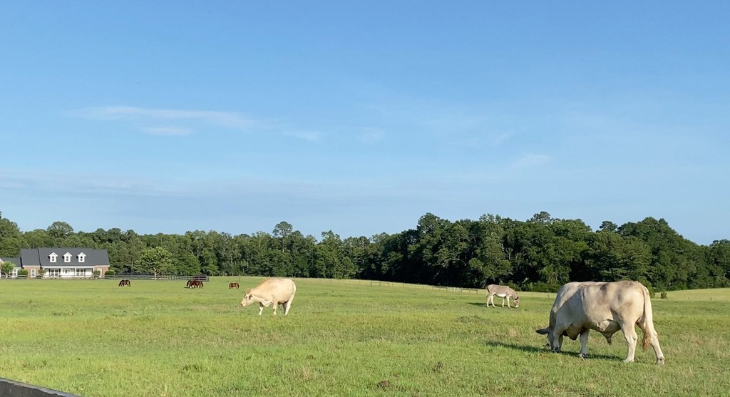 1690 Benton Store Road Columbia, AL 36319 - Photo 45 of 46