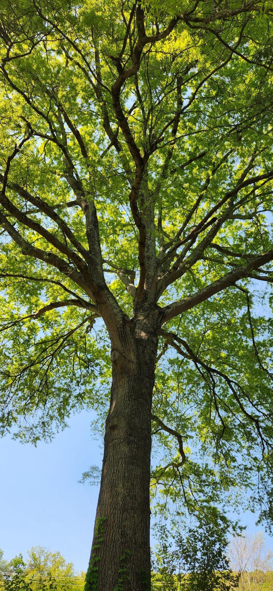 350 Isbill Road Chattanooga, TN 37419 - Photo 18 of 19 19