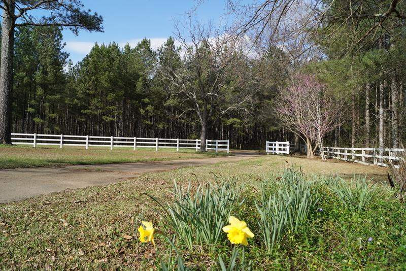 1245 Spring Water Ranch Road Mendenhall, MS 39114 - Photo 48 of 50 Photo 48