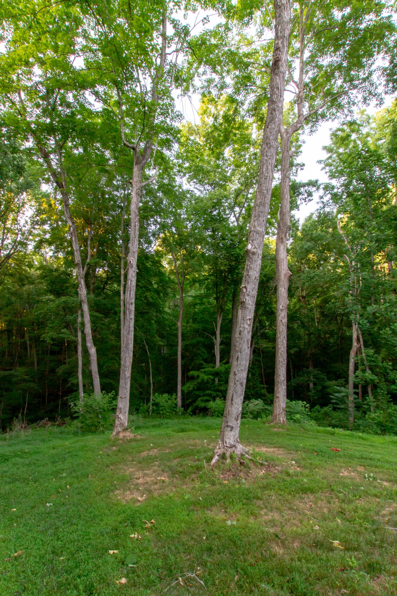 520 Bryan Road Clarksville, TN 37043 - Photo 54 of 56 a view of a yard with a tree