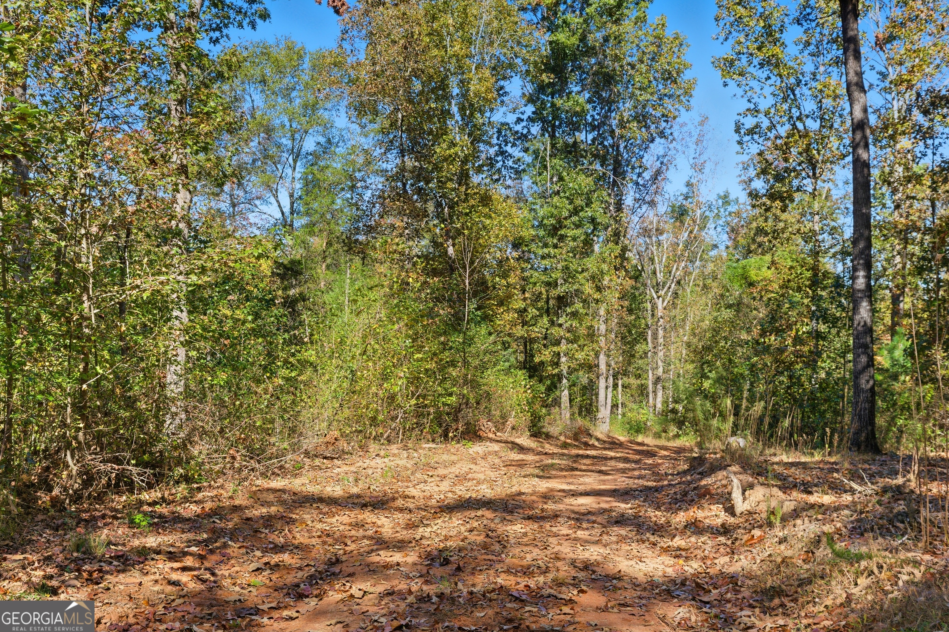 0 Broad River Road Eastanollee, GA 30577 - Photo 6 of 13 a view of a yard with plants and trees