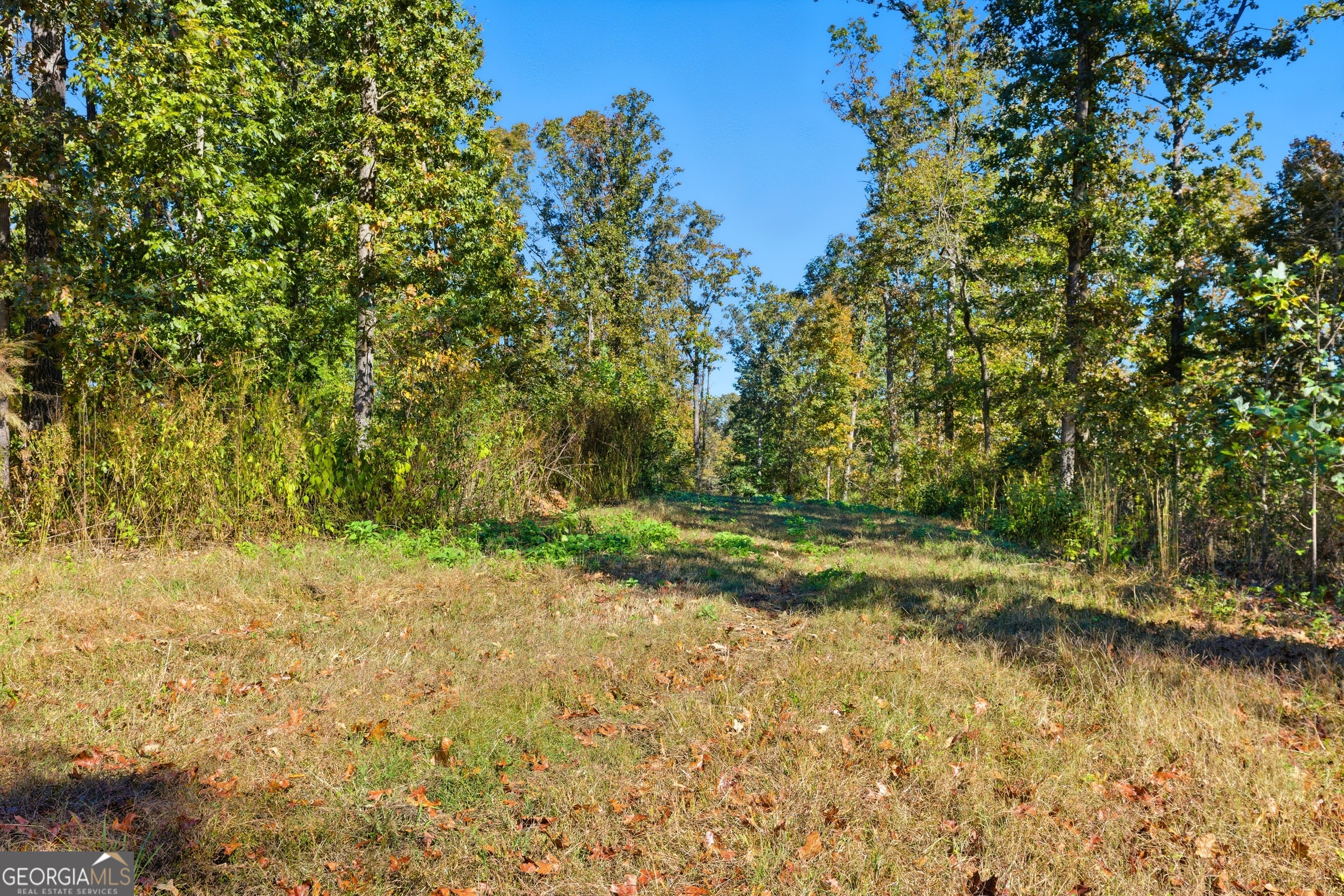 0 Broad River Road Eastanollee, GA 30577 - Photo 8 of 13 a view of a yard with trees