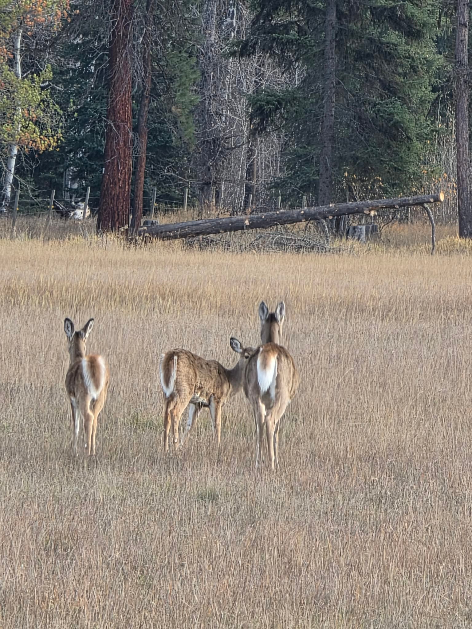 Nhn Hollopeter Road Condon, MT 59826 - Photo 28 of 72 Lots of wildlife and natural beauty to be enjoyed