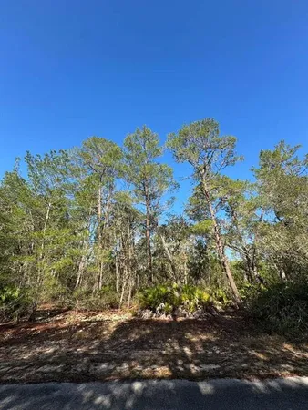 a view of a yard with a tree