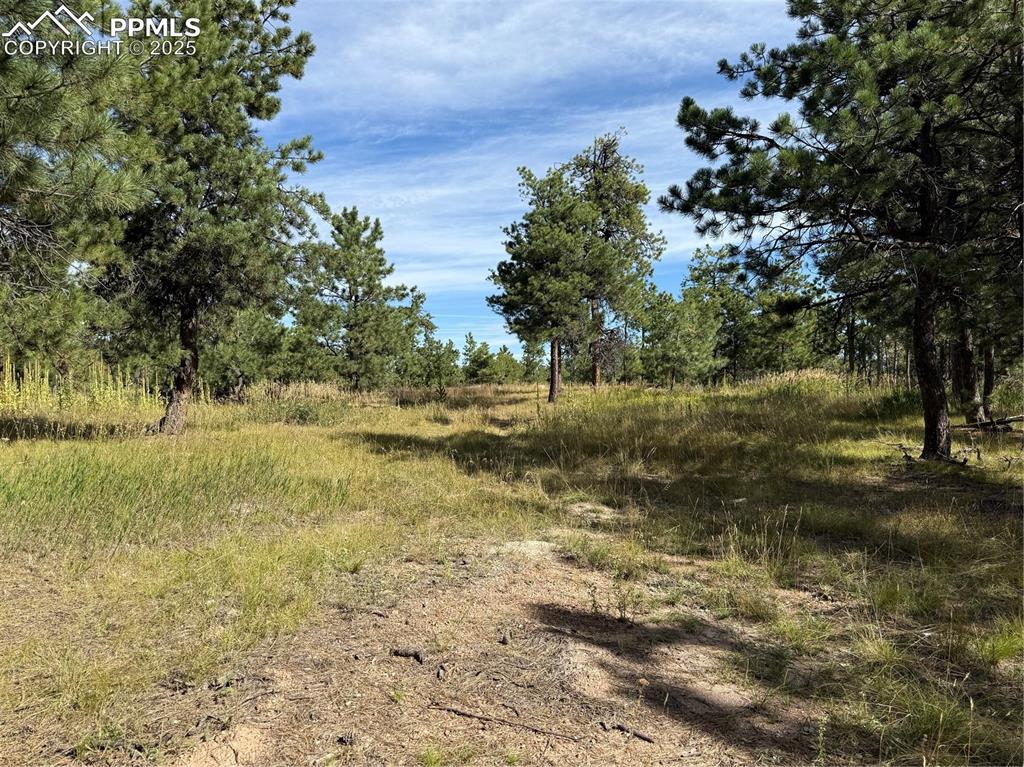 17405 East Goshawk Road Colorado Springs, CO 80908 - Photo 2 of 8 a view of a yard with a tree