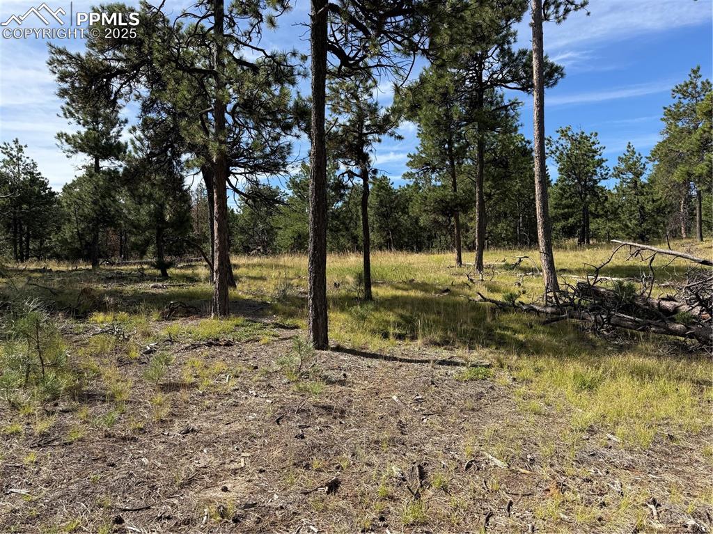 17405 East Goshawk Road Colorado Springs, CO 80908 - Photo 3 of 8 a view of a yard with a tree