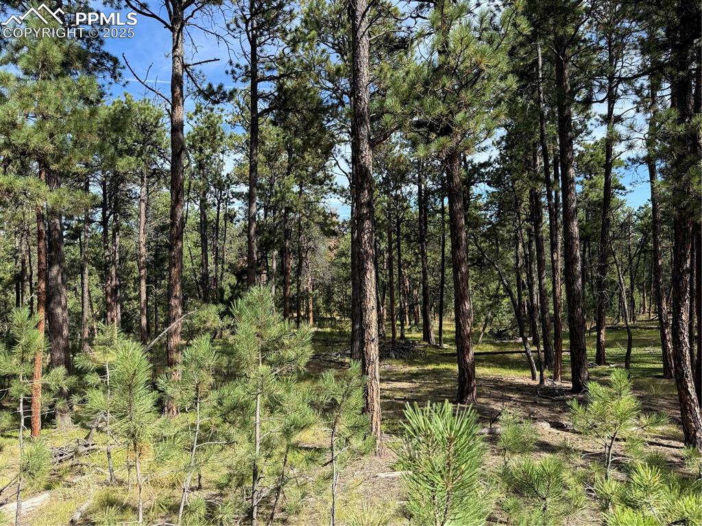 17405 East Goshawk Road Colorado Springs, CO 80908 - Photo 6 of 8 a view of outdoor space with deck and tree