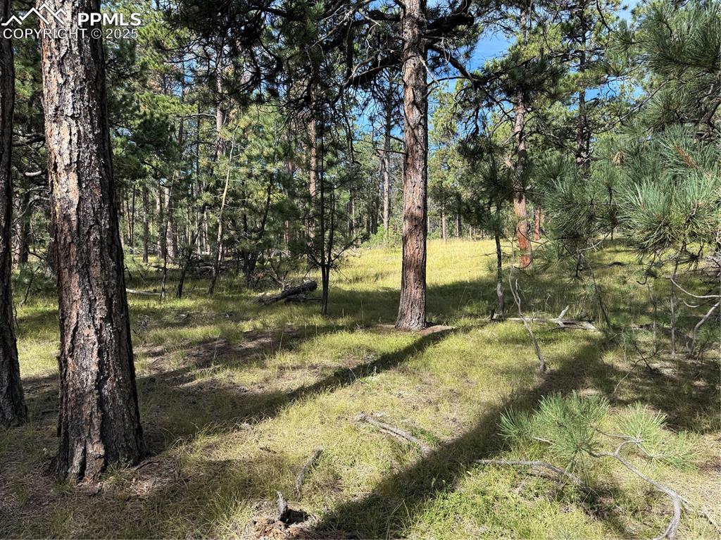 17405 East Goshawk Road Colorado Springs, CO 80908 - Photo 7 of 8 a backyard of a house with lots of green space
