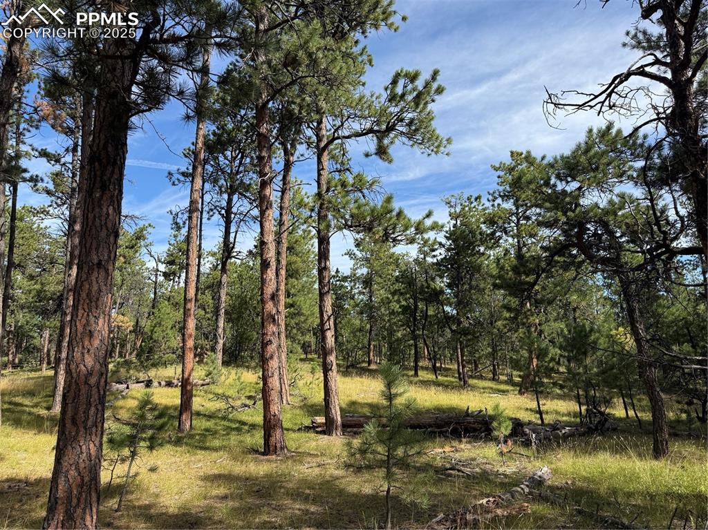 17405 East Goshawk Road Colorado Springs, CO 80908 - Photo 8 of 8 a view of yard