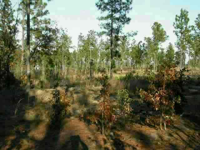 Tract 6 Causey Road Lakeview, NC 28350 - Photo 1 of 1 Primary Photo