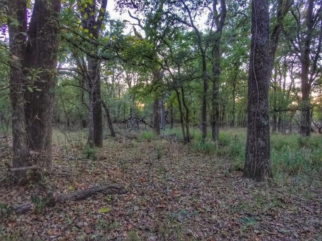 a view of a forest with trees in the background