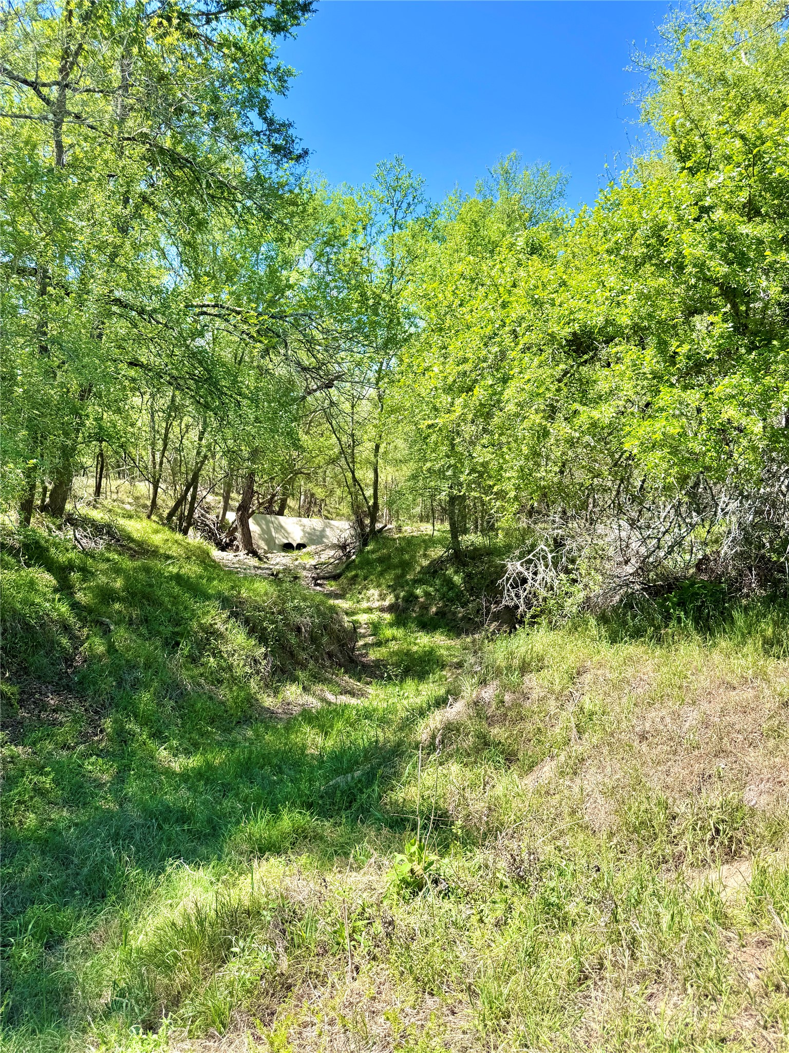 3775 Baker Road Kingsbury, TX 78638 - Photo 8 of 14 Natural land featuring a prominent dry creek bed, bordered by lush green foliage and mature trees