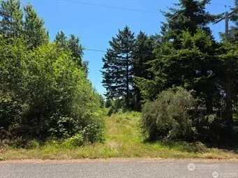 a view of a yard with plants and large trees