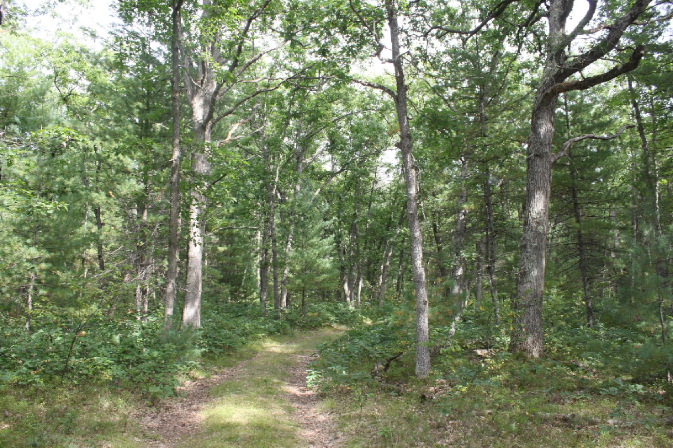 7317 Forest Service Road Wellston, MI 49689 - Photo 8 of 13 IMG_7773