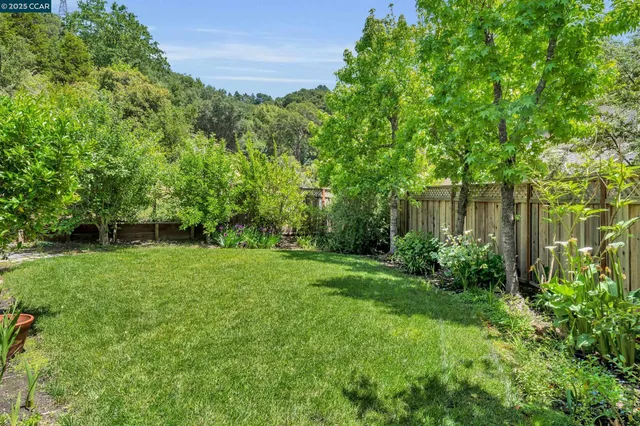 a view of a yard with plants and large trees