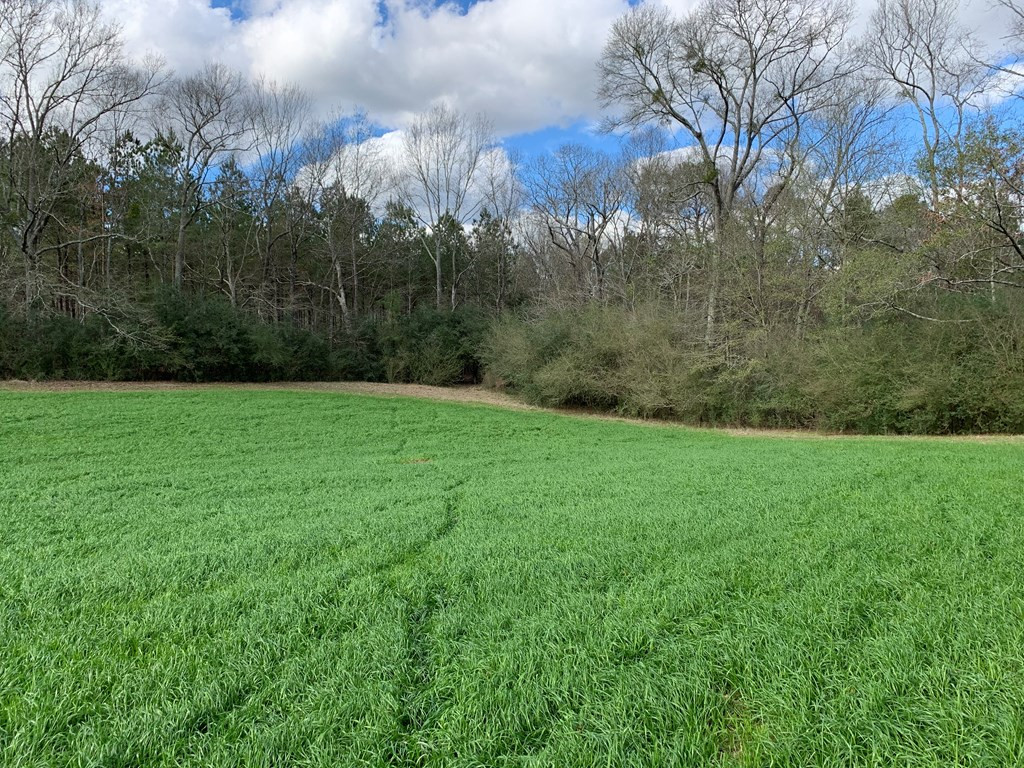 3027 Pepper House Road Centreville, MS 39631 - Photo 10 of 15 Photo 10