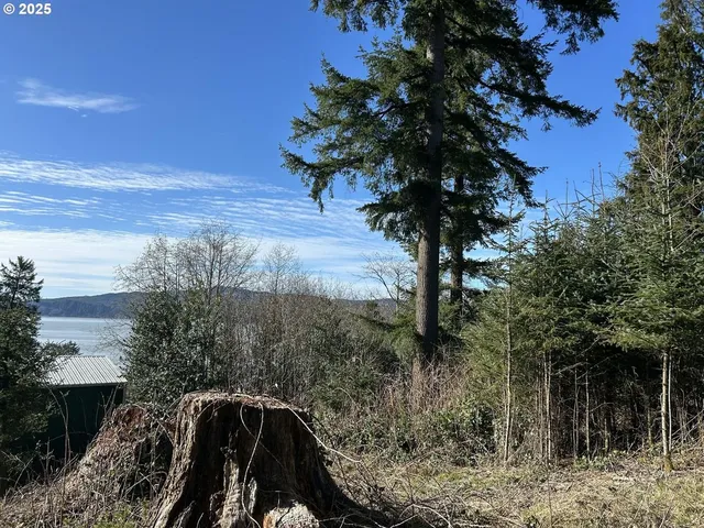 a view of a yard with trees