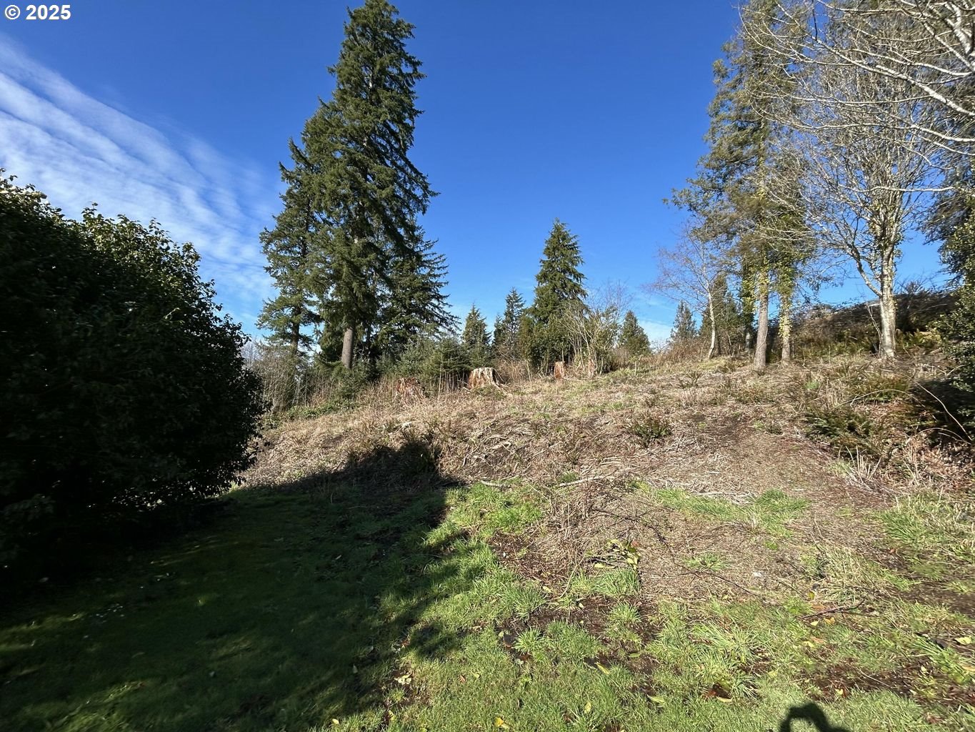 8th Street Bay City, OR 97107 - Photo 4 of 12 a view of a yard with trees