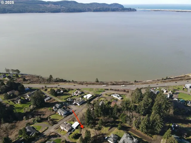 a view of a forest with a tree