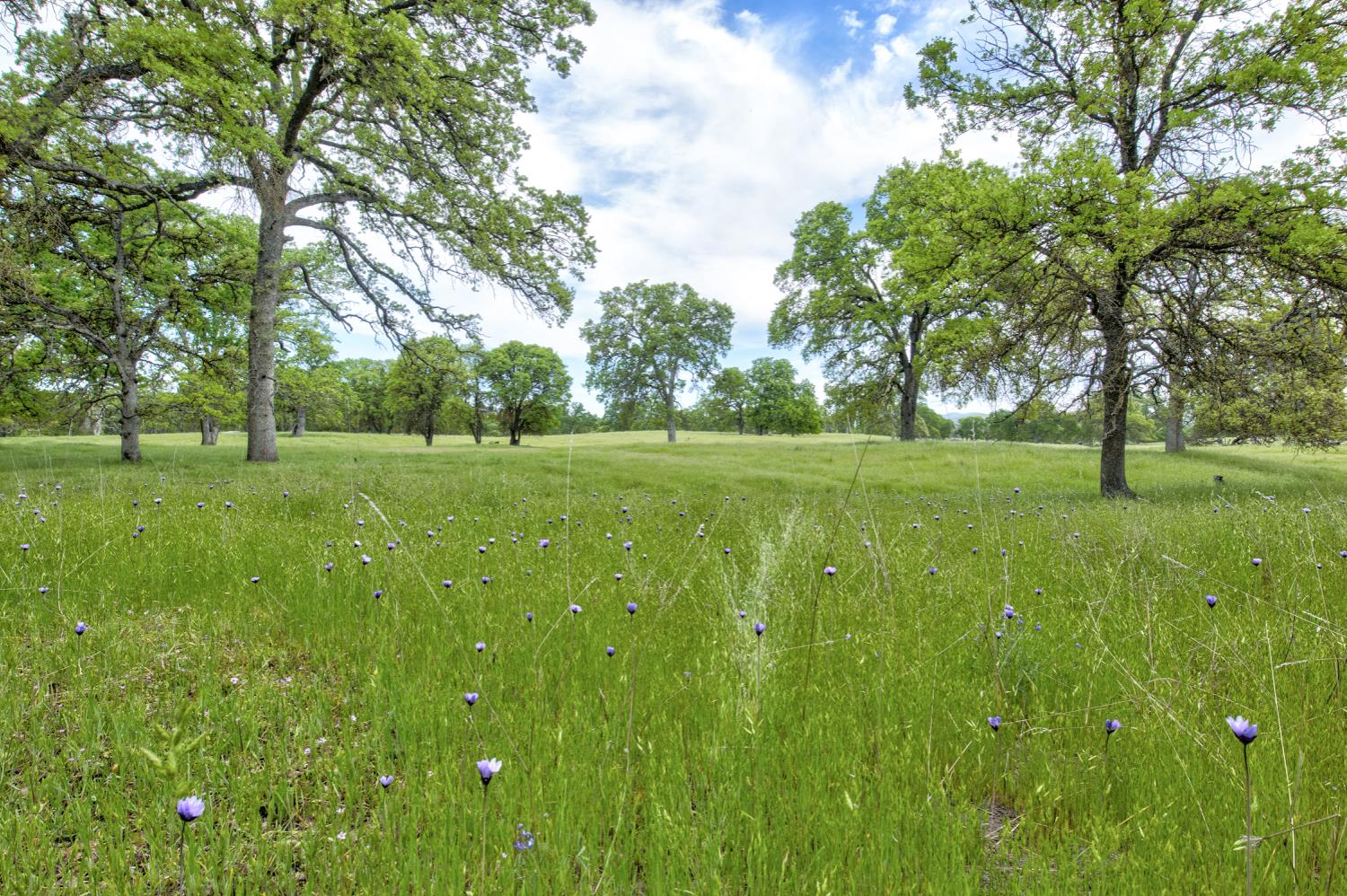 1985 White Rock Road Le Grand, CA 95333 - Photo 76 of 93