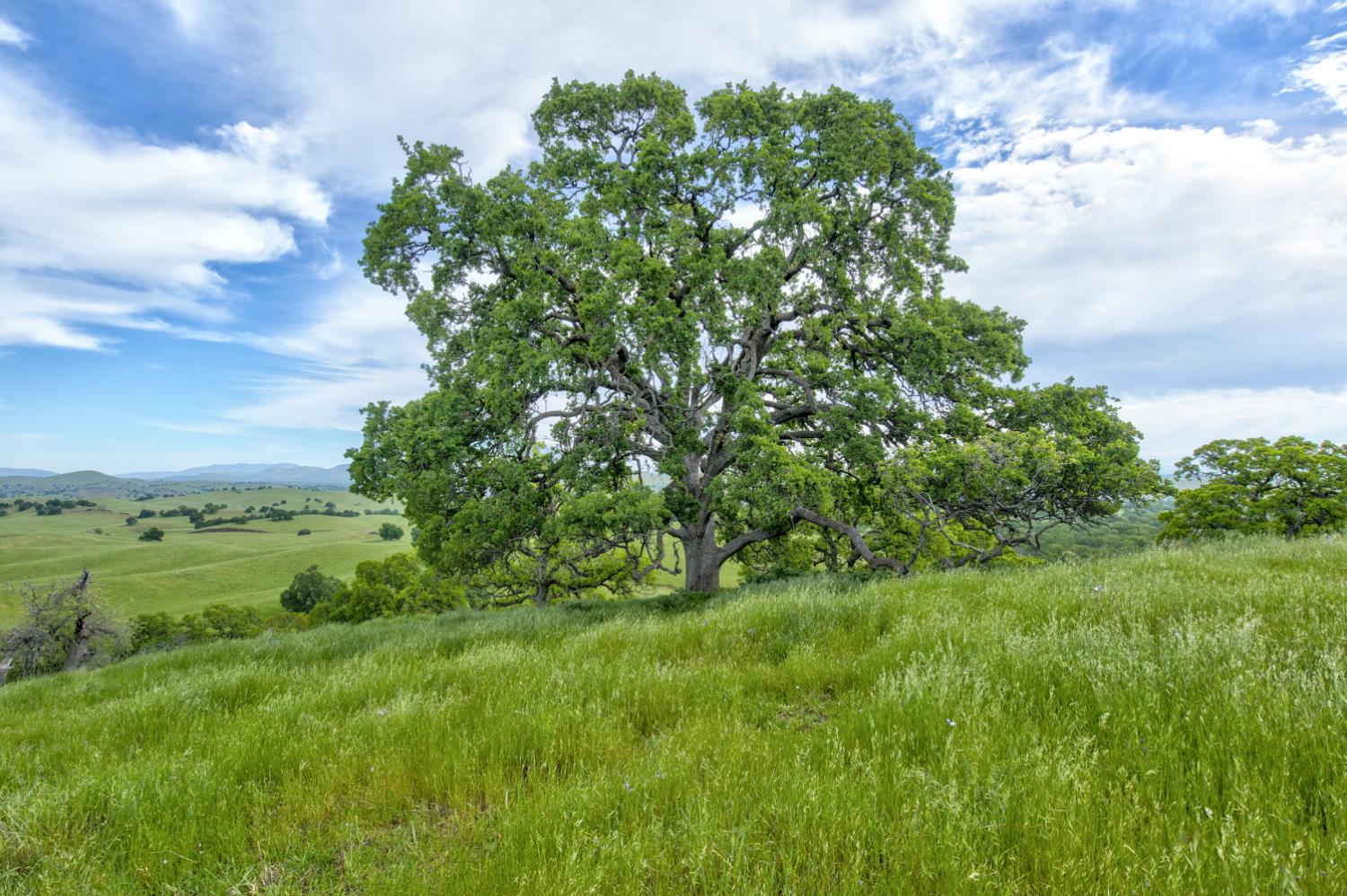 1985 White Rock Road Le Grand, CA 95333 - Photo 89 of 93