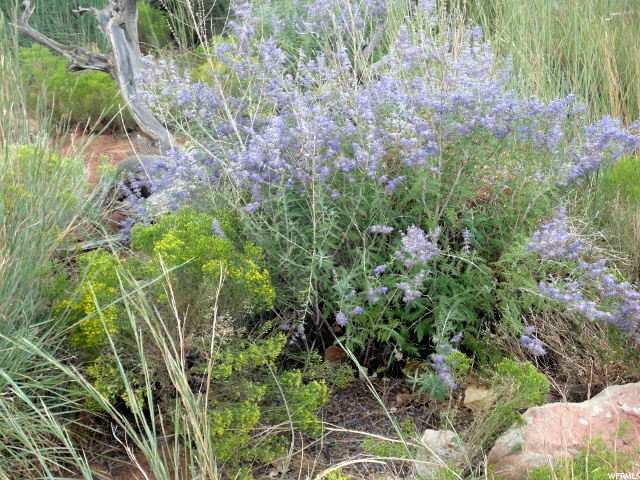 271 Thompson Cyn Road Green River, UT 84525 - Photo 17 of 26 Blooms in the fall.