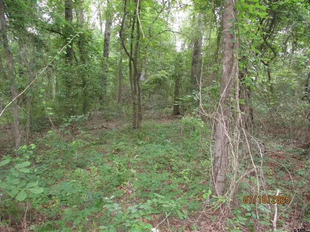 a view of a forest with trees in the background