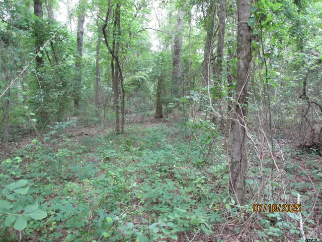 a big yard with lots of green space and trees
