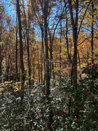 a view of lots of trees