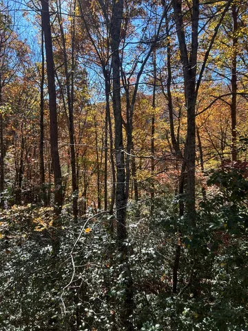 a view of lots of trees