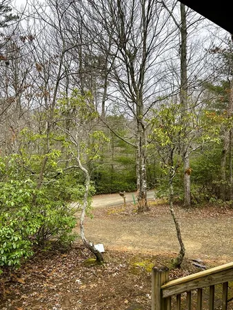 a view of a tree with a yard