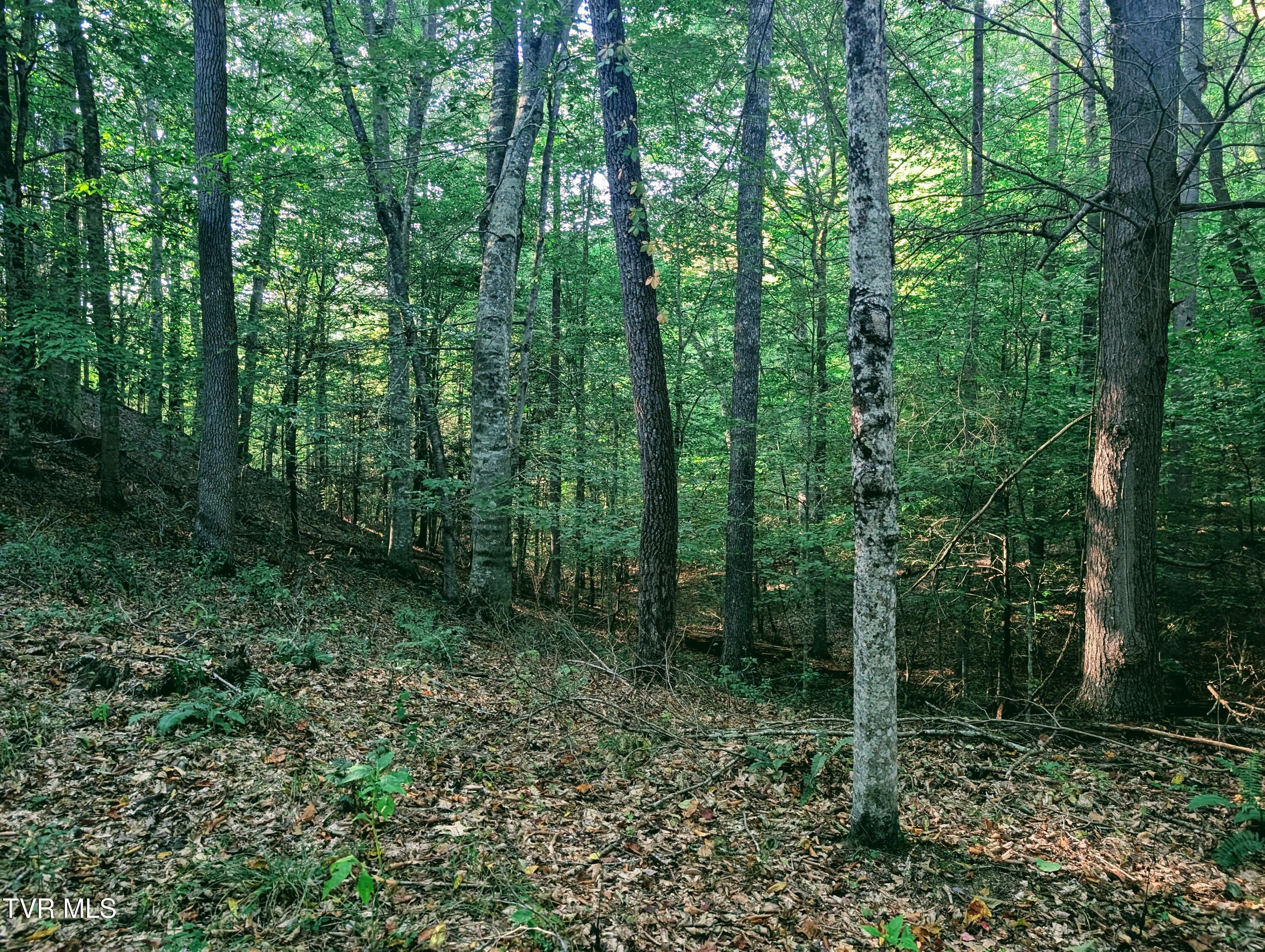 Tbd Blowing Rock Road Haysi, VA 24256 - Photo 4 of 10 1000016036