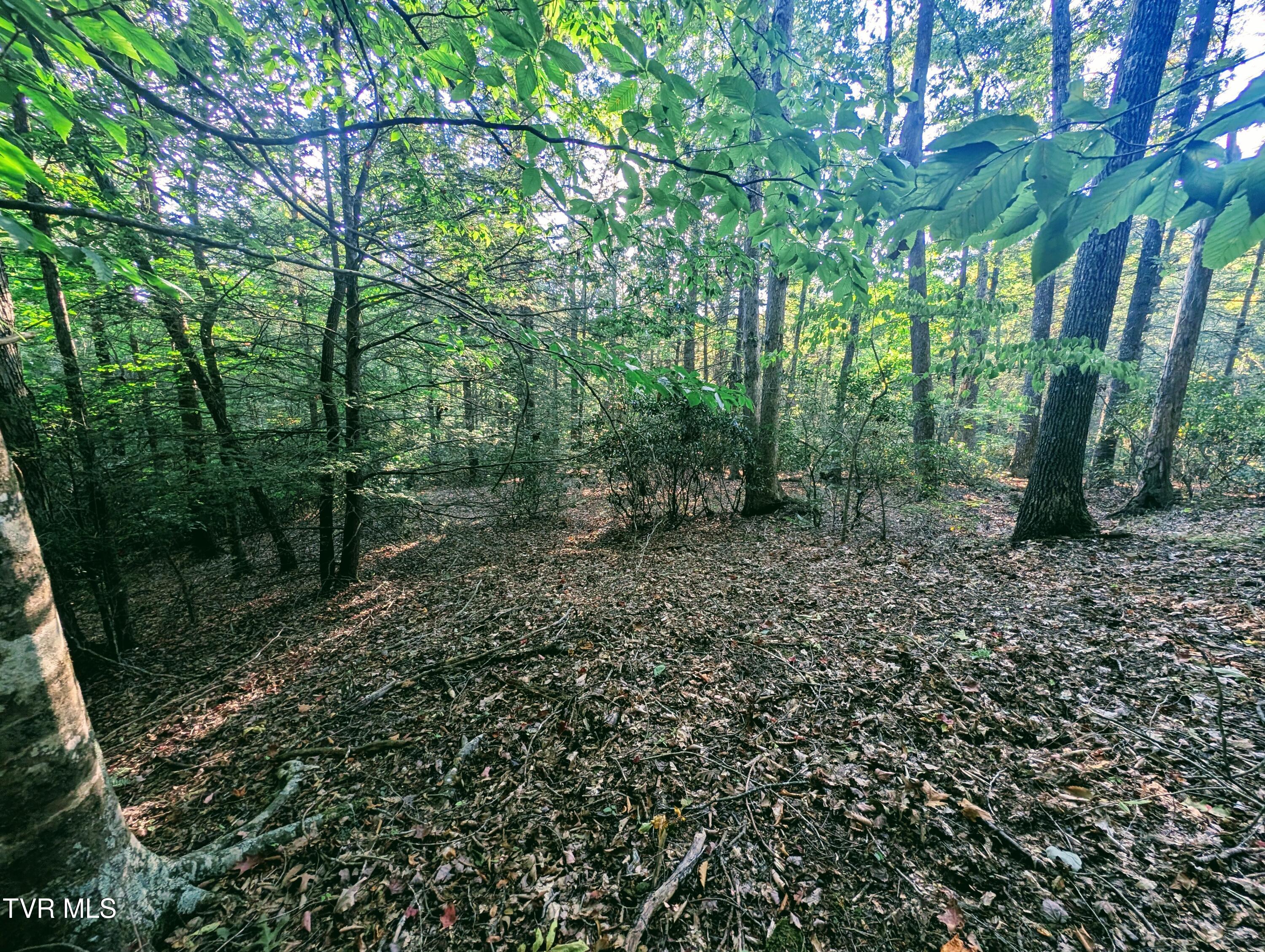 Tbd Blowing Rock Road Haysi, VA 24256 - Photo 9 of 10 1000016041